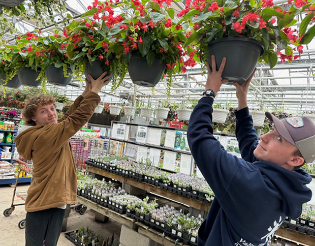 Hanging Baskets